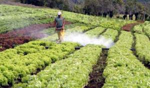 Establecen requisitos para empresas fabricantes de plaguicidas químicos de uso agrícola