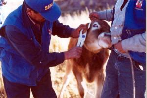 ESTABLECIMIENTOS DE LA U.E. DEDICADOS A EXPORTAR PRODUCTOS PECUARIOS ESTÁN HABILITADOS PARA COMERCIALIZAR EN PERÚ