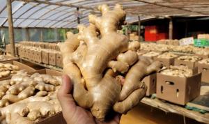 Estados Unidos concentró el 69% de los envíos de jengibre de Perú en marzo del 2025