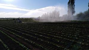 Estados Unidos: Nuevas reglas en uso de agua agrícola para la importación de frutas