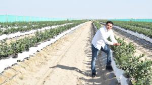 “Este año Perú podría conseguir un récord en arándanos”