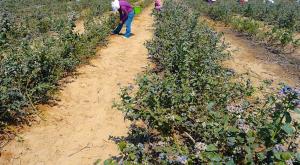 “ESTE AÑO SEMBRAREMOS 250  HECTÁREAS DE ARÁNDANOS”