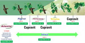 Estrategia  Bayer para el control Mildiu