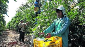 Estrés hídrico afecta el calibre de las frutas y plantea incertidumbre sobre el futuro