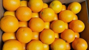 "Europa y Rusia serán mercados prometedores para los cítricos de Sudáfrica, Argentina, Perú y Chile esta temporada"