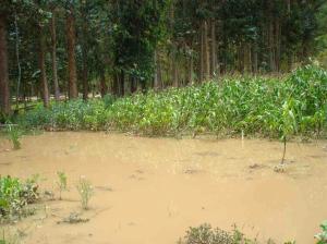 EXIGEN COBERTURA DEL 30% AL SEGURO AGRARIO CATASTRÓFICO