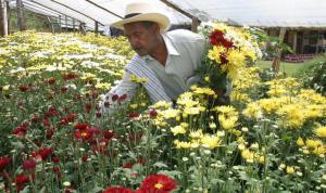 Existen más de 4 mil hectáreas de flores de corte y plantas ornamentales en nuestro país