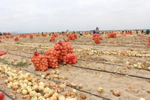 EXISTEN YA CERCA DE 6 MIL HECTÁREAS DE CULTIVO SEMBRADAS EN OLMOS