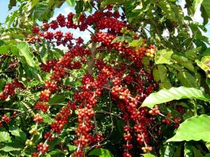 EXPERTOS INTERNACIONALES EN PRIMER SIMPOSIO INTERNACIONAL DEL CAFÉ 