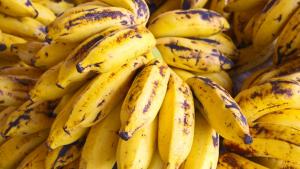 Expertos presentaron avances en el desarrollo de variedades resistentes a la enfermedad que amenaza al cultivo del banano