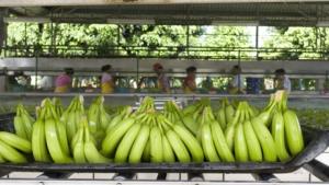 EXPORTACIÓN DE BANANO CRECIÓ 20% EN VALOR EL 2015