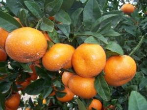 EXPORTACIÓN DE MANDARINA REGISTRÓ CRECIMIENTO ANUAL DE 31%