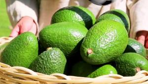 Exportación peruana de palta suma US$ 224.7 millones entre enero y abril