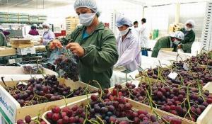 EXPORTACIONES AGRARIAS DISMINUYEN 2.5% 