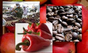 EXPORTACIONES AGRARIAS SUMARON CERCA DE US$ 3.900 MILLONES 