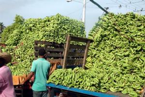 EXPORTACIONES AGROPECUARIAS CRECIERON 18.3%