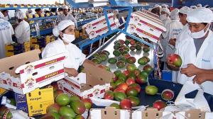 EXPORTACIONES AGROPECUARIAS CRECIERON 7.1% EN NOVIEMBRE DEL 2015