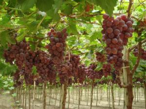 EXPORTACIONES AGROPECUARIAS DE LA MACRO REGIÓN CENTRO CRECIERON EN 28.1%