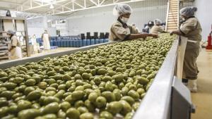Exportaciones de aceituna de Perú crecieron en volumen +57% en marzo de 2025