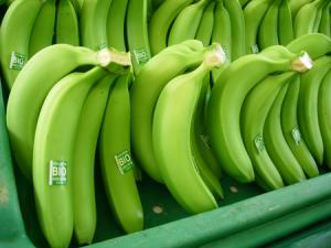 EXPORTACIONES DE BANANO PERUANO REGISTRA LEVE CRECIMIENTO DE 3,4%