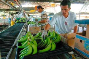 EXPORTACIONES DE BANANOS CRECIERON 29%