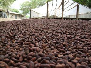 EXPORTACIONES DE CACAO CRECIERON 130% LOS ÚLTIMOS 5 AÑOS