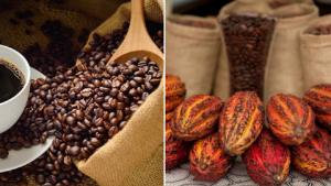 Exportaciones de café y cacao superarían los US$ 1.000 millones este año