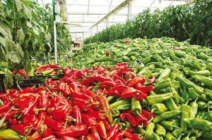 EXPORTACIONES DE CAPSICUM CRECIERON 38% EN VALOR EN ENERO DE ESTE AÑO