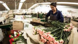 Exportaciones de flores de Perú caen 5.21% en valor, pero crecen 4.31% en volumen entre enero y julio