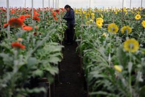 EXPORTACIONES DE FLORES FRESCAS CRECERÍAN 10% ESTE AÑO