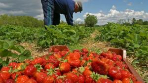 Exportaciones de fresas de Perú caerían 21.7% este año