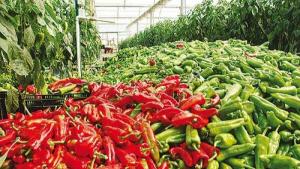 Exportaciones de jalapeño de Perú crecieron 94% en volumen en octubre de este año