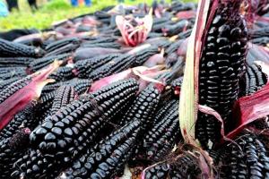 Exportaciones de maíz morado suman US$ 1.175.386 entre enero y agosto