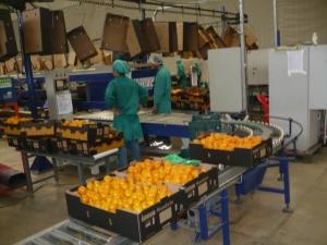 EXPORTACIONES DE MANDARINA SUPERARON LOS US$ 24 MILLONES