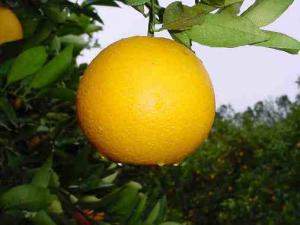 EXPORTACIONES DE NARANJA CRECEN UN 69,5%