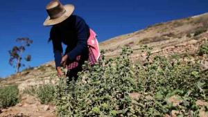 Exportaciones de orégano crecen en volumen y valor