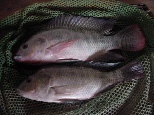 EXPORTACIONES DE TILAPIA CRECIERON 11.6% DURANTE ENERO-AGOSTO DEL 2014