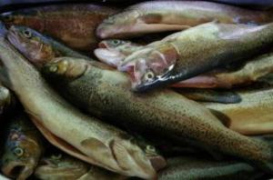 EXPORTACIONES DE TRUCHAS CAEN 43.8% DURANTE ENERO Y SETIEMBRE DE ESTE AÑO