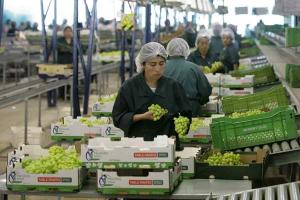 EXPORTACIONES DE UVAS CRECIERON EN VOLUMEN 9.5%