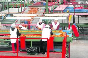 EXPORTACIONES LAMBAYECANAS SUFREN CAÍDA DE 38% 