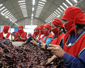 EXPORTACIONES NO TRADICIONALES DE LAMBAYEQUE  CRECIERON 21%