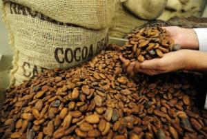 EXPORTACIONES PERUANAS DE CACAO EN GRANO SE DUPLICARON