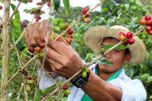 Exportaciones peruanas de café a Estados Unidos se reducen en 51% en los últimos ocho años