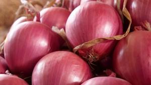 Exportaciones peruanas de cebolla fresca crecen +40% en volumen y +11% en valor en marzo de 2025, a pesar de importante caída en el precio