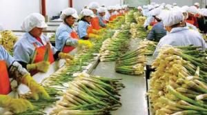 Exportaciones peruanas de espárragos alcanzarían los US$ 600 millones este año