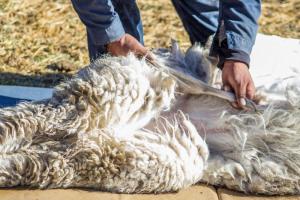 Exportaciones peruanas de fibra de alpaca y sus derivados sumaron US$ 77.549.000 entre enero y mayo del 2022