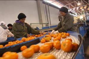 EXPORTACIONES PERUANAS DE MANDARINA CAEN EN VALOR 20%