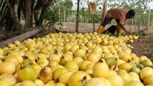 Exportaciones peruanas de maracuyá cayeron 30.8% en volumen y 43.3% en valor  en septiembre