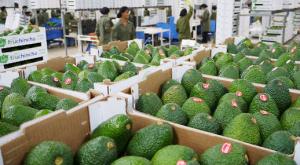 Exportaciones peruanas de palta a Suiza crecieron más de 500% entre el 2011 y 2015