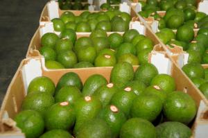 Exportaciones peruanas de palta alcanzaron los US$ 953 millones por 594.778 toneladas entre enero y septiembre de 2023